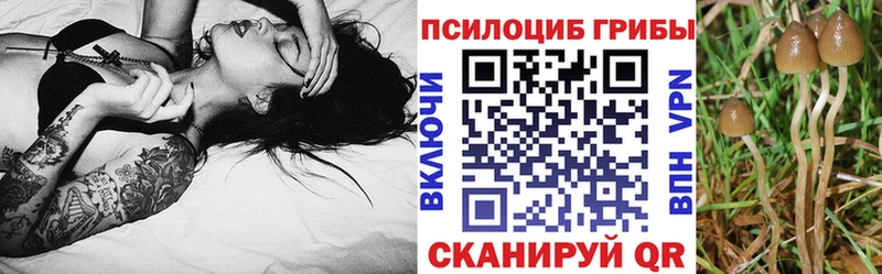 где найти наркотики  ОМГ ОМГ рабочий сайт  Псилоцибиновые грибы Cubensis  Североуральск 